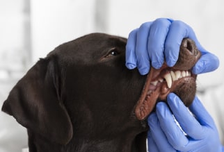 enfermedades dentales en perros
